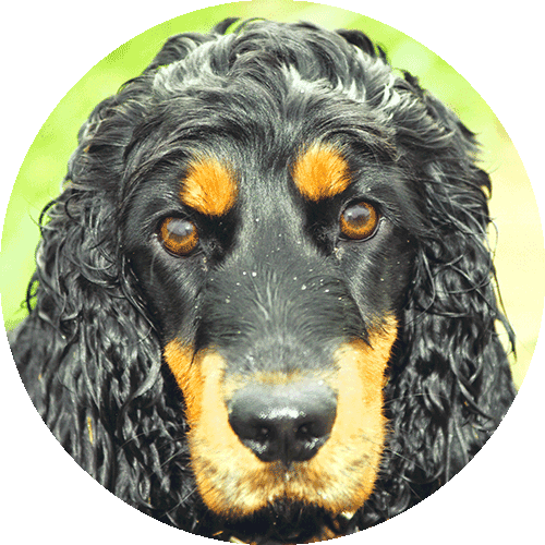 Choupa, chienne cocker à l'origine de l'aventure de Sparky