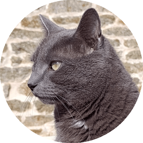 Sparky, chat à l'origine de l'aventure de mon activité de praticienne énergétique pour animaux